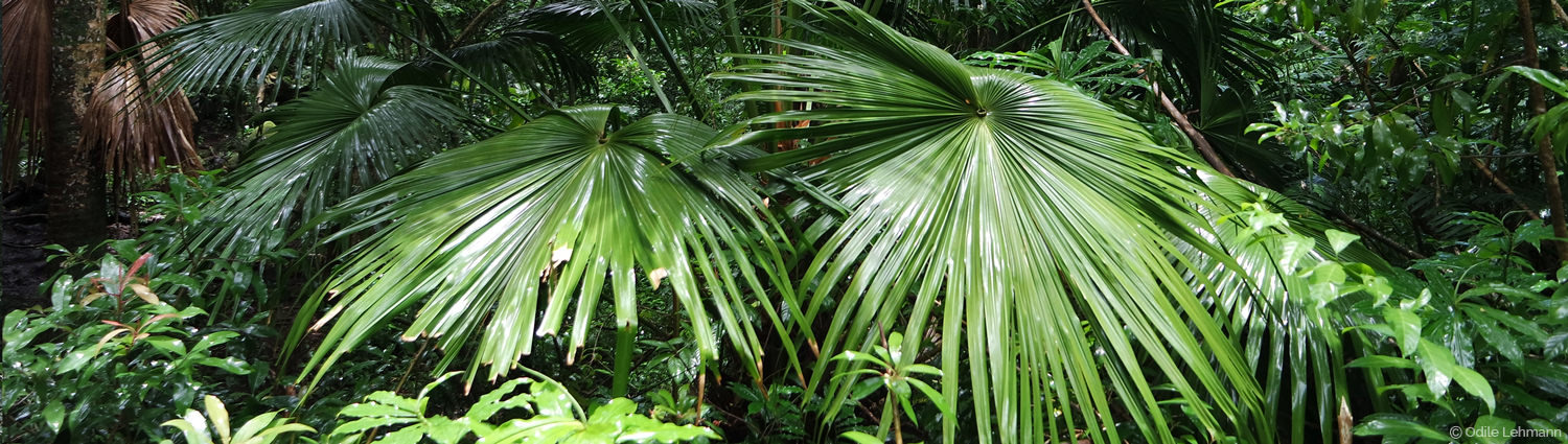 Végétation à Hawaï
